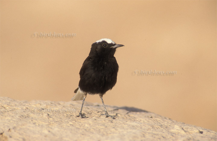 Saharasteinschmätzer Saharasteinschmätzer