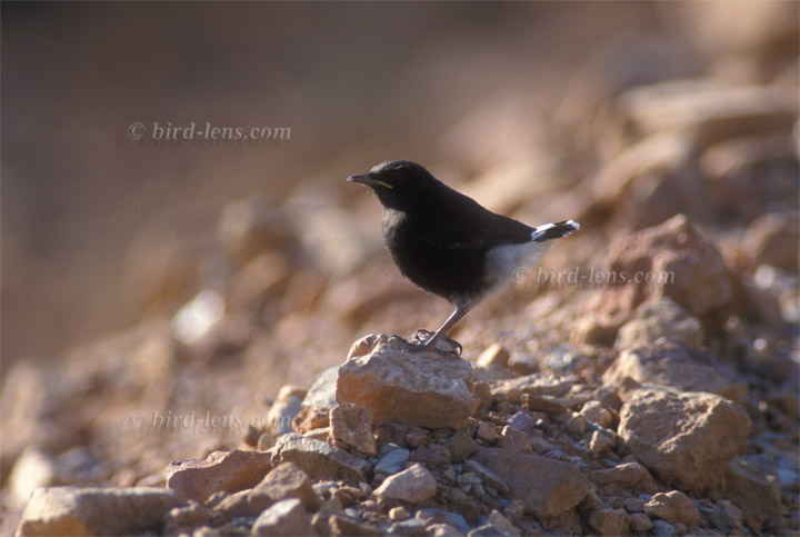 Trauersteinschmätzer