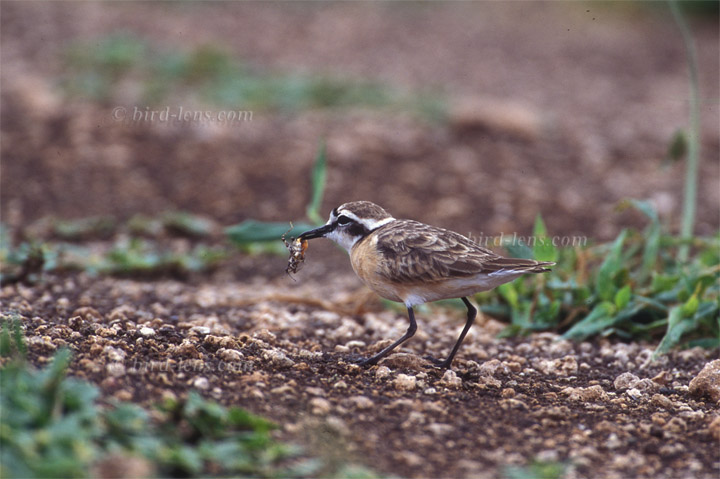 Hirtenregenpfeifer Hirtenregenpfeifer