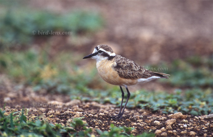Hirtenregenpfeifer Hirtenregenpfeifer