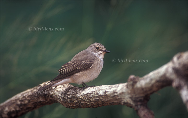 Grauschnäpper Grauschnäpper