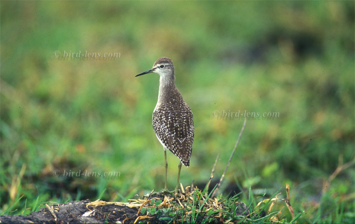 Bruchwasserläufer Bruchwasserläufer