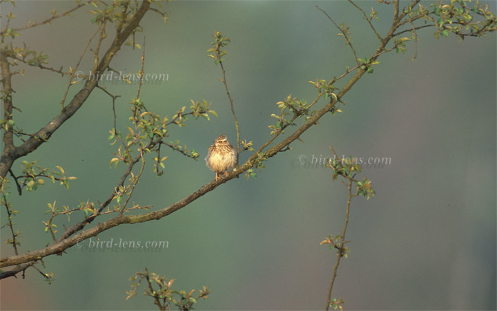 Heidelerche Heidelerche