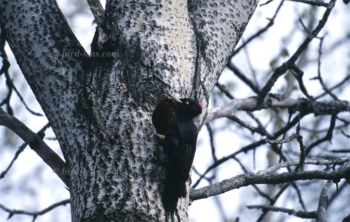 Schwarzspecht Schwarzspecht