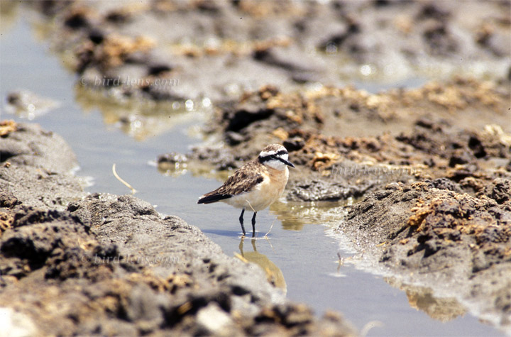 Hirtenregenpfeifer Hirtenregenpfeifer