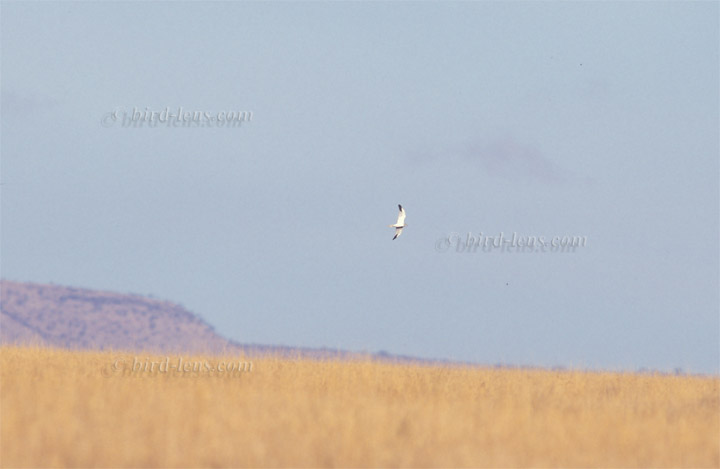 Steppenweihe Steppenweihe