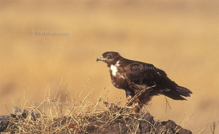 Raub (Savannen)-adler Raub (Savannen)-adler