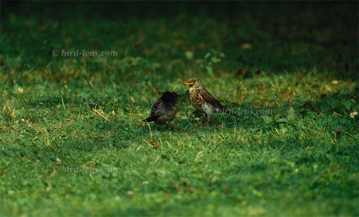 Wacholderdrossel Wacholderdrossel