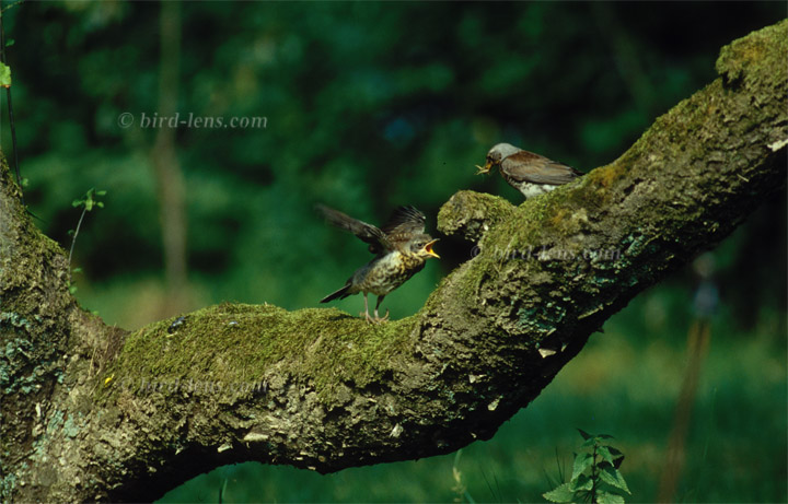 Wacholderdrossel Wacholderdrossel