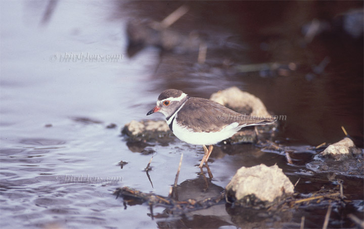 Dreibandregenpfeifer