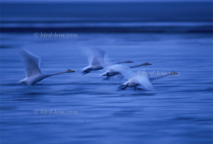 Singschwan Singschwan