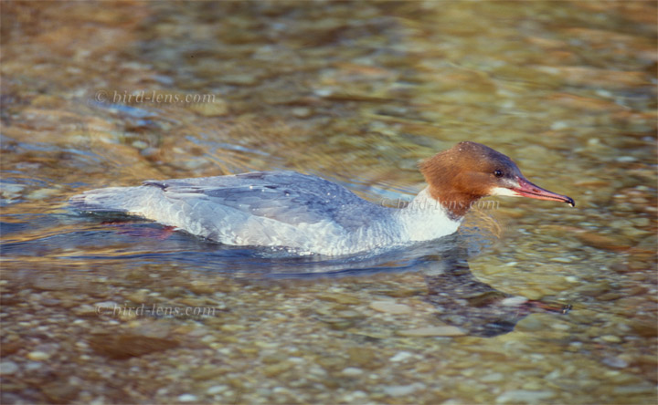 Gänsesäger Gänsesäger