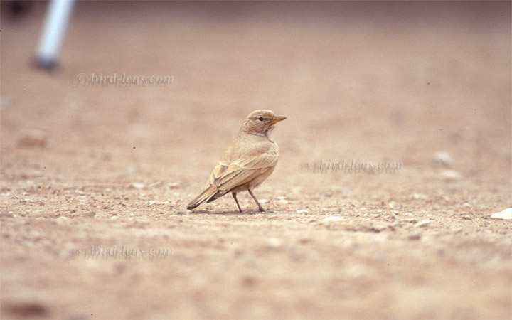 Steinlerche Steinlerche