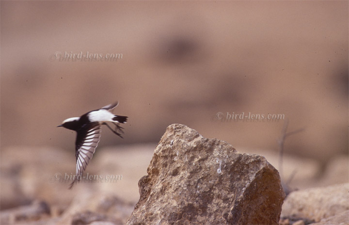 Schwarzrücken-Steinschmätzer