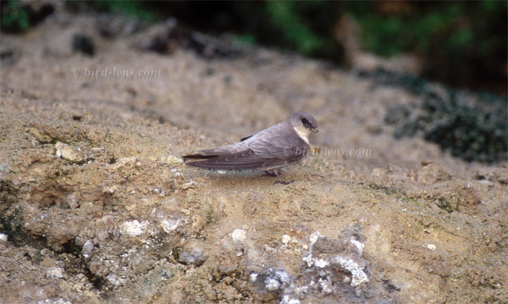 Steinschwalbe Steinschwalbe