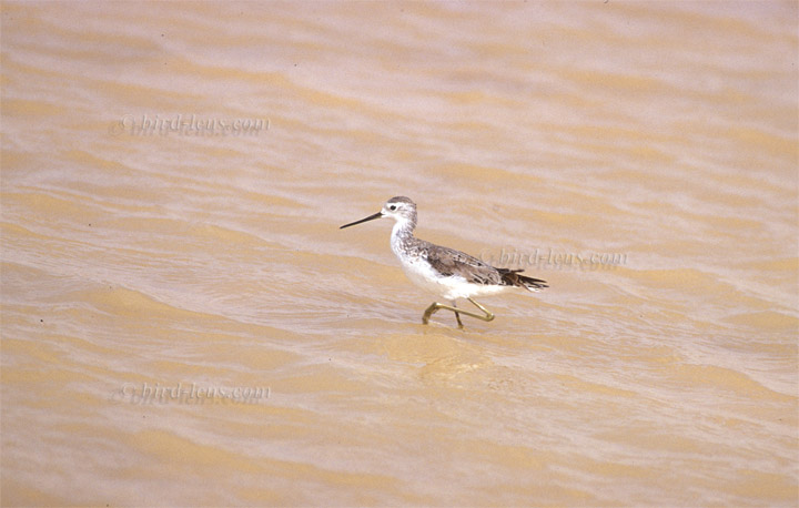 Marsh Sandpiper Marsh Sandpiper