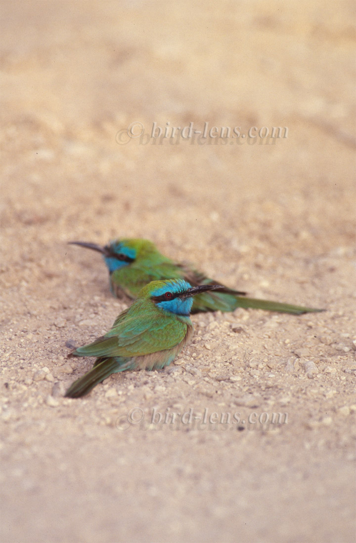 Little Green Bee-eater Little Green Bee-eater