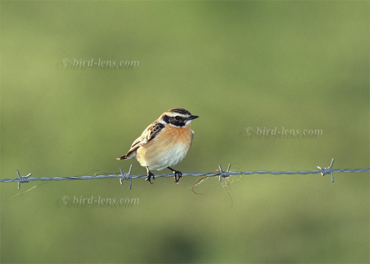 Braunkehlchen Braunkehlchen