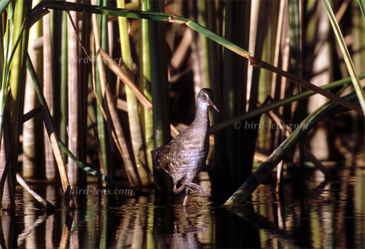 Wasserralle Wasserralle