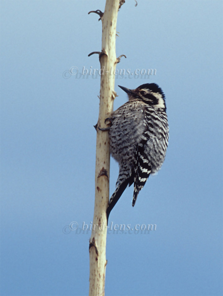 Maschenrückenspecht