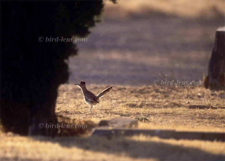 Greater Roadrunner