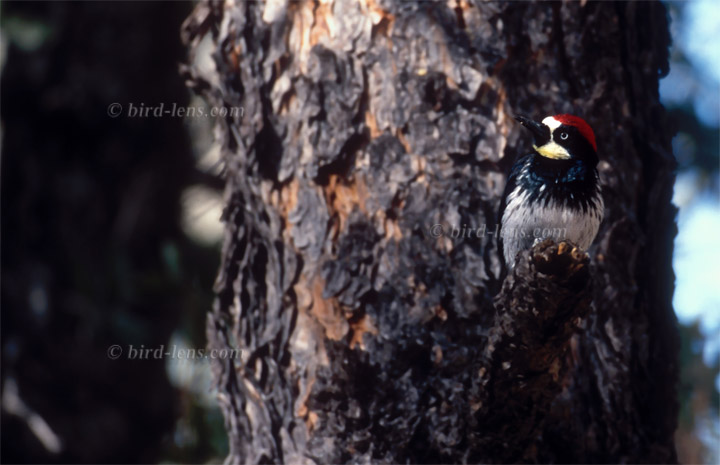 Acorn Woodpecker