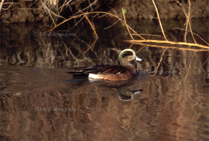 Amerik. Pfeifente Amerik. Pfeifente