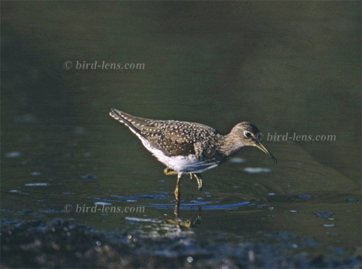Einsiedelwasserläufer Einsiedelwasserläufer