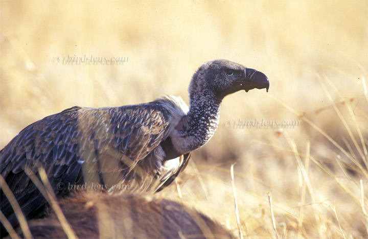 Weißrückengeier Weißrückengeier