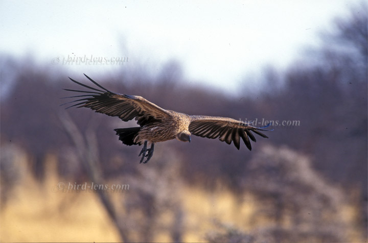 Weißrückengeier Weißrückengeier