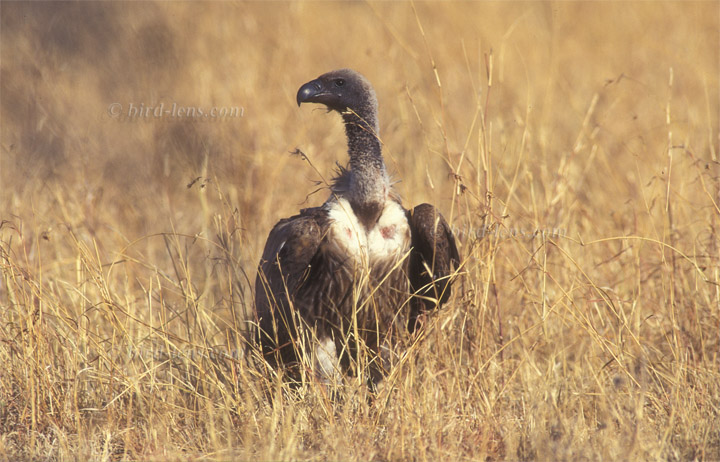 Weißrückengeier Weißrückengeier
