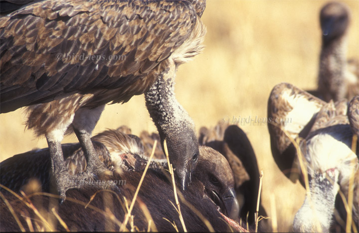 Weißrückengeier Weißrückengeier