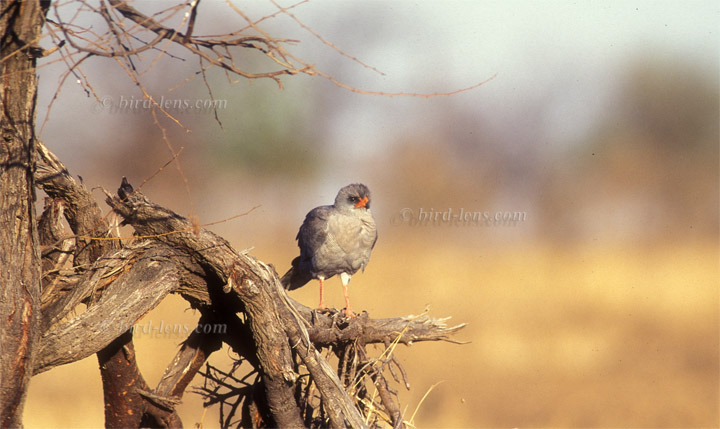 Graubürzel-Singhabicht