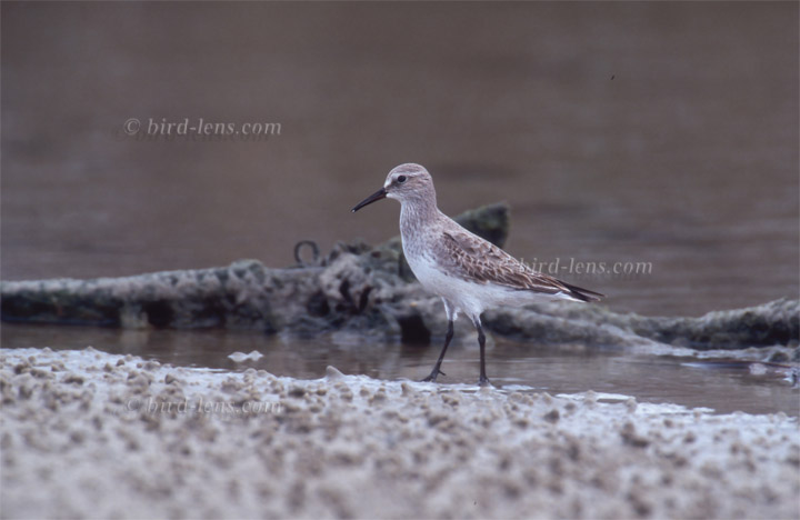 Sandstrandläufer Sandstrandläufer
