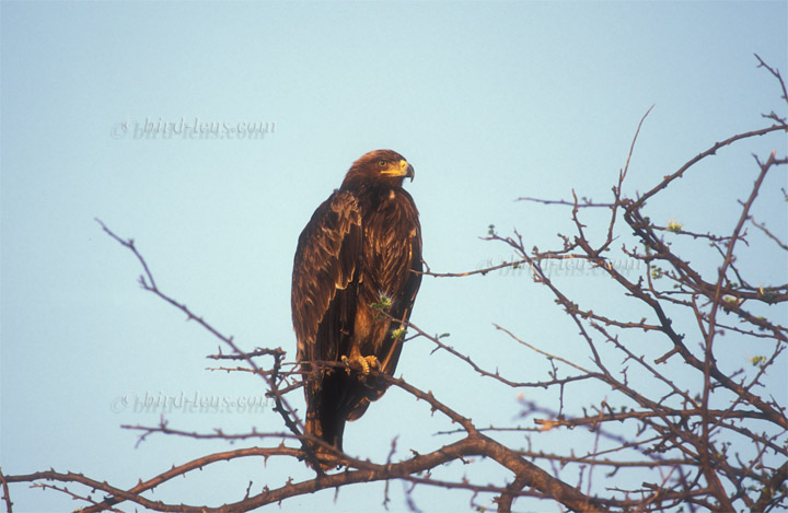 Raub (Savannen)-adler Raub (Savannen)-adler