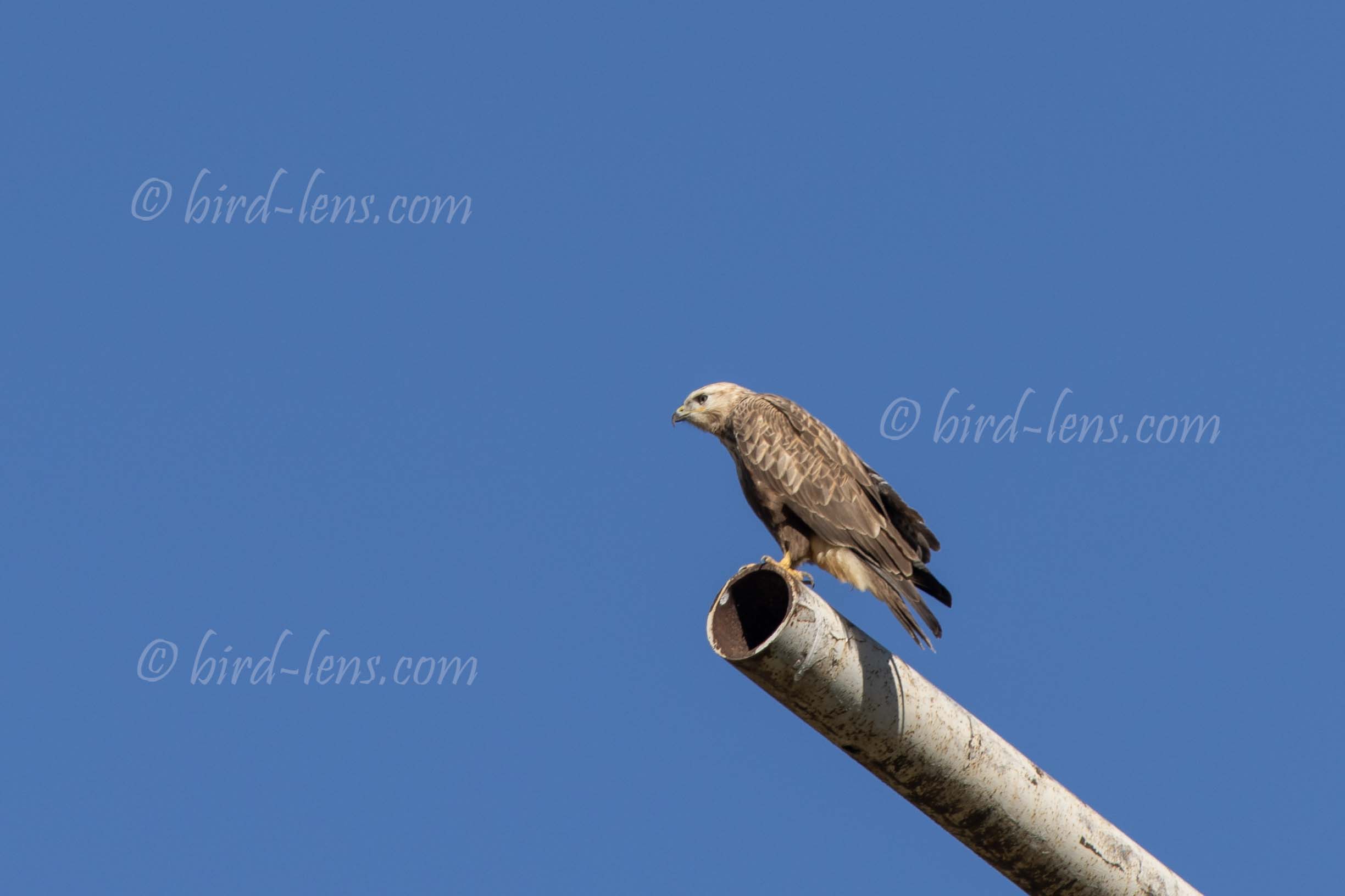 Long-legged Buzzard