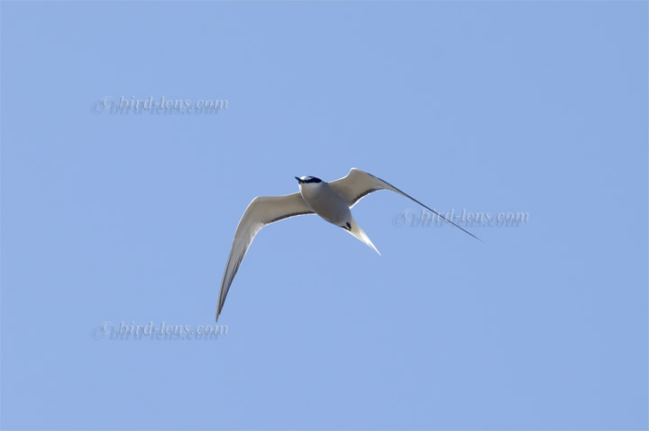 Aleutian Tern