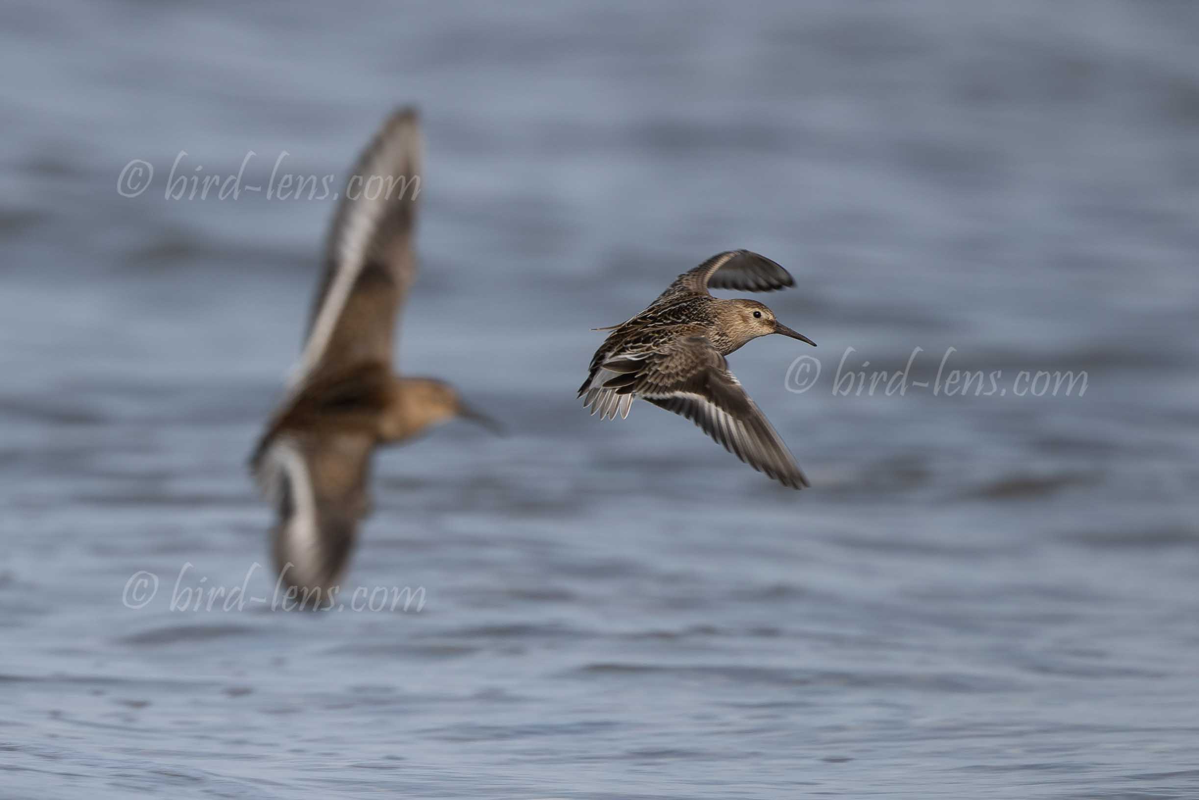 Alpenstrandläufer Alpenstrandläufer