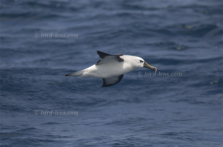 Atlantik-Gelbnasenalbatros