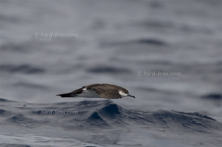 Audubonsturmtaucher Audubonsturmtaucher