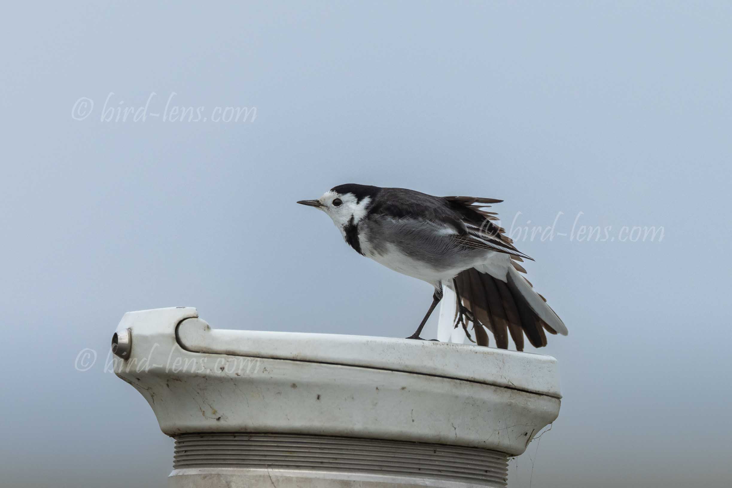 Pied Wagtail Pied Wagtail