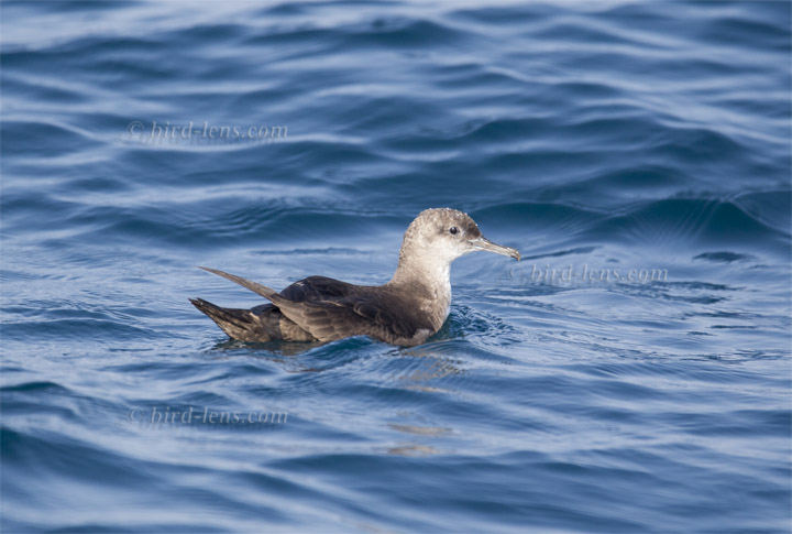 Balearensturmtaucher Balearensturmtaucher