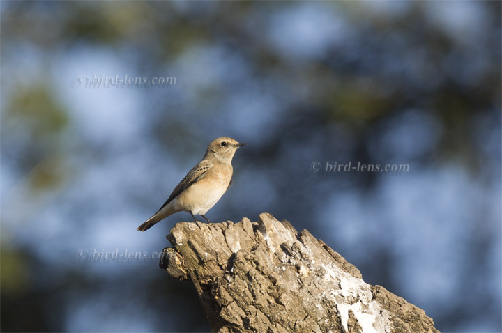 Balkansteinschmätzer Balkansteinschmätzer