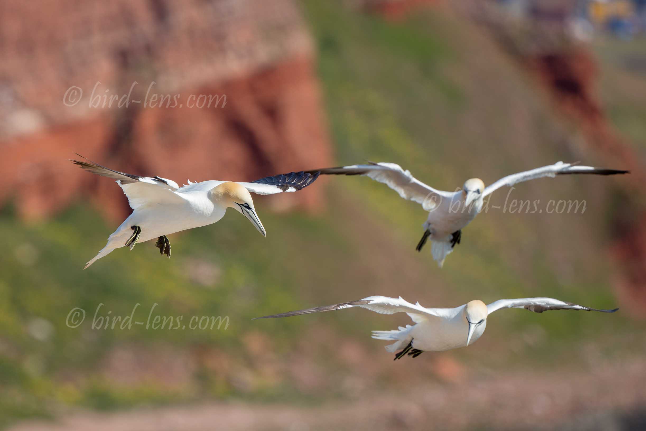 Basstölpel Basstölpel