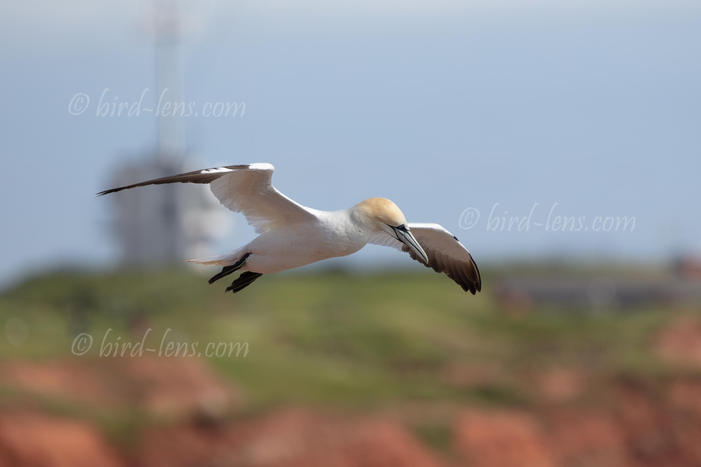 Basstölpel Basstölpel