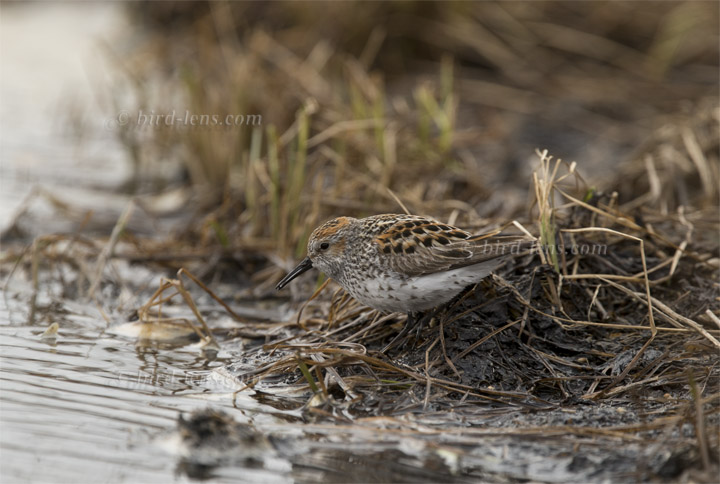 Bergstrandläufer Bergstrandläufer