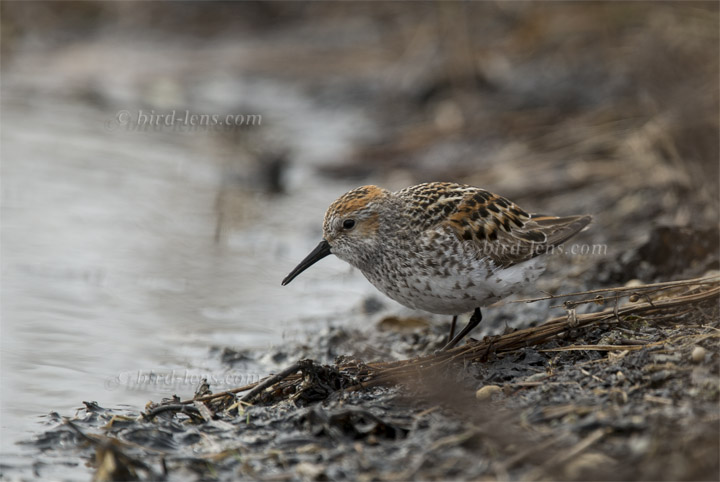 Bergstrandläufer Bergstrandläufer