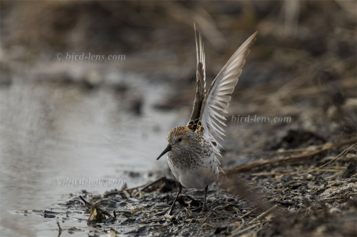 Bergstrandläufer Bergstrandläufer