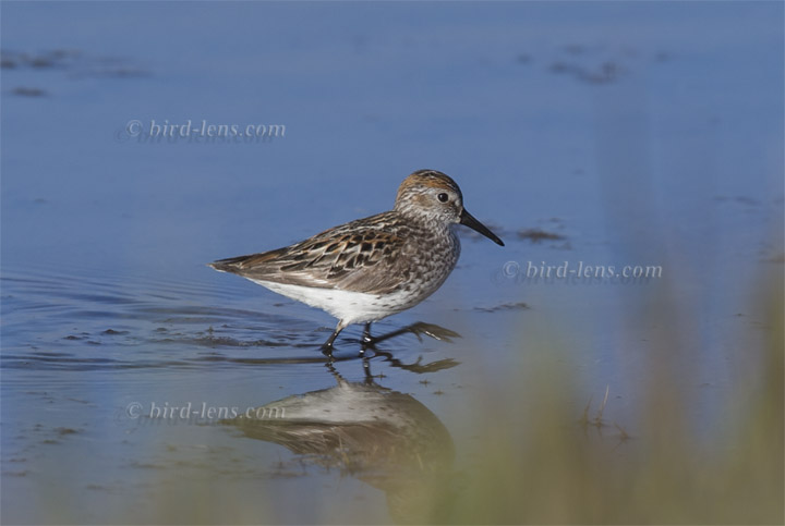 Bergstrandläufer Bergstrandläufer