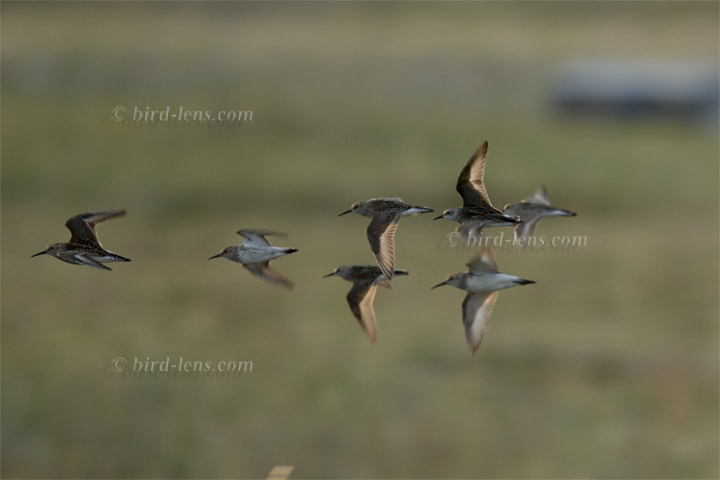 Bergstrandläufer Bergstrandläufer